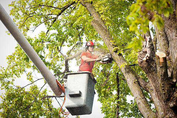 Best Tree Trimming and Pruning  in Superior, NE